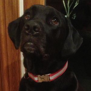 Meet your Posher, Bill